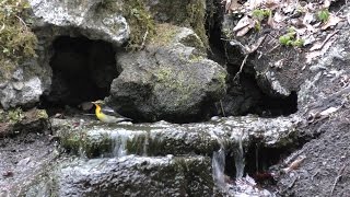 山中湖 大洞の泉のキビタキ（雄）の水浴び　その５１（4K動画）