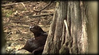 Otters vs Alligator 01 Stockfootage