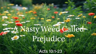 A Nasty Weed Called Prejudice (Sunday Livestream)