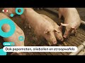 Weggegooid voedsel gaat steeds vaker naar varkens