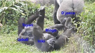 Tayari Jabali Iriki mother hugs Ringo lying on the grass 20211104-1502 Taipei Zoo Gorilla