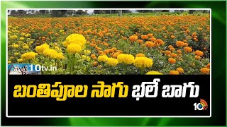 బంతిపూల సాగు భలే బాగు | Cultivation of Marigold Flower with Modern Methods | Agri Info | 10tv Agri