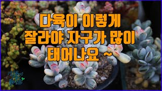 다육이 이렇게 잘라주면 자구가 많이 태어나요