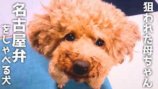 【名古屋弁をしゃべる犬】トイプードル ストーカー？【おしゃべりペット】