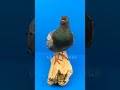 preservation of died pigeon pigeon pigeons birds fancypigeon kabutar pigeonlover viral love amazing