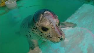 【アザラシ】ゴマフアザラシの赤ちゃんの進歩がスゴイ(*^-^*)（伊勢シーパラダイス／水族館）