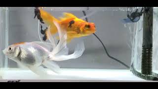 2023.9.26｜今日も仲良し金魚｜Today's good friend duo goldfish