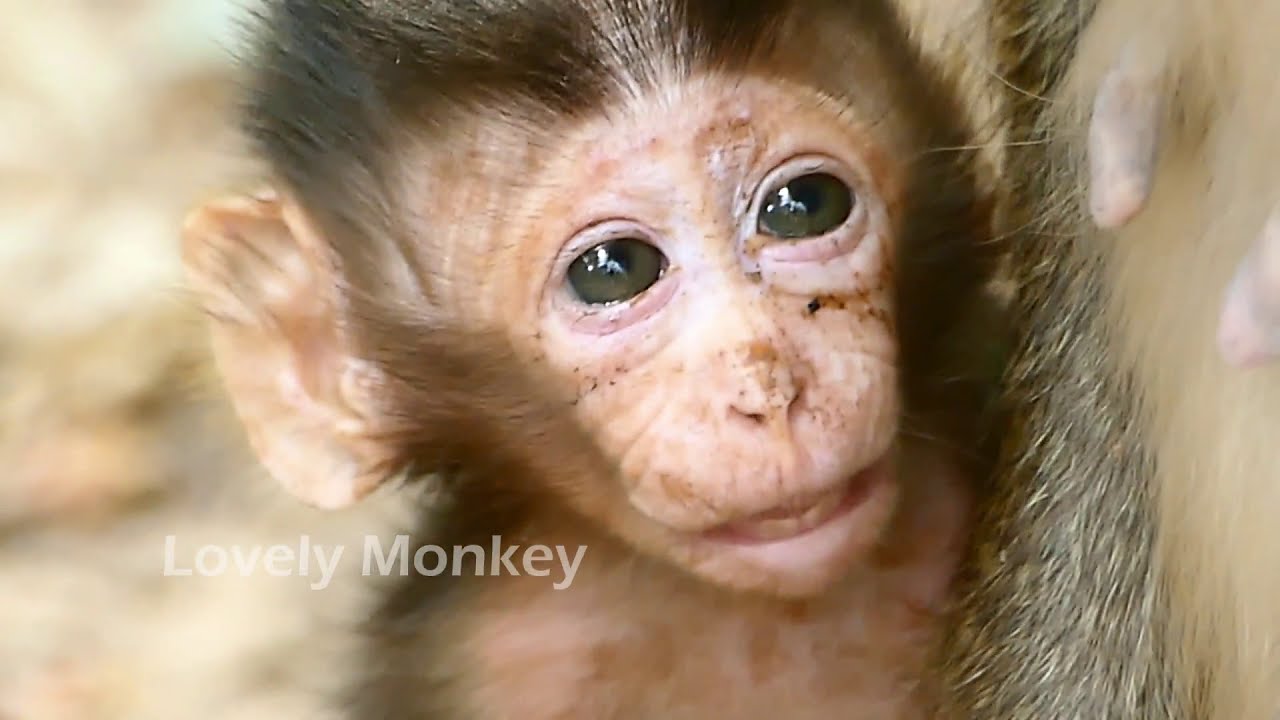 Baby Monkey Alba Youtube