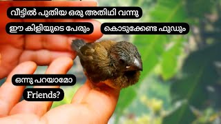 കുഞ്ഞിക്കിളി എൻ്റെ കയ്യിൽ വന്നിരുന്നപ്പോൾ|how to feed a baby bird | Kallumakayas kitchen |Baby birds