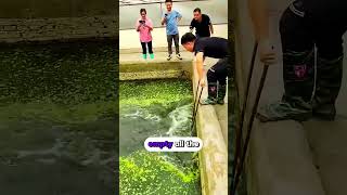 This man found crocodiles in his pool