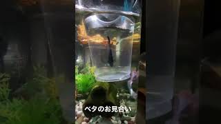 【ベタの繁殖】ベタのお見合い