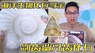 河边捡的的石头开出了活化石？买了一个，竟挖到剑吻鲨牙齿化石！【鹿子也的玩具屋】