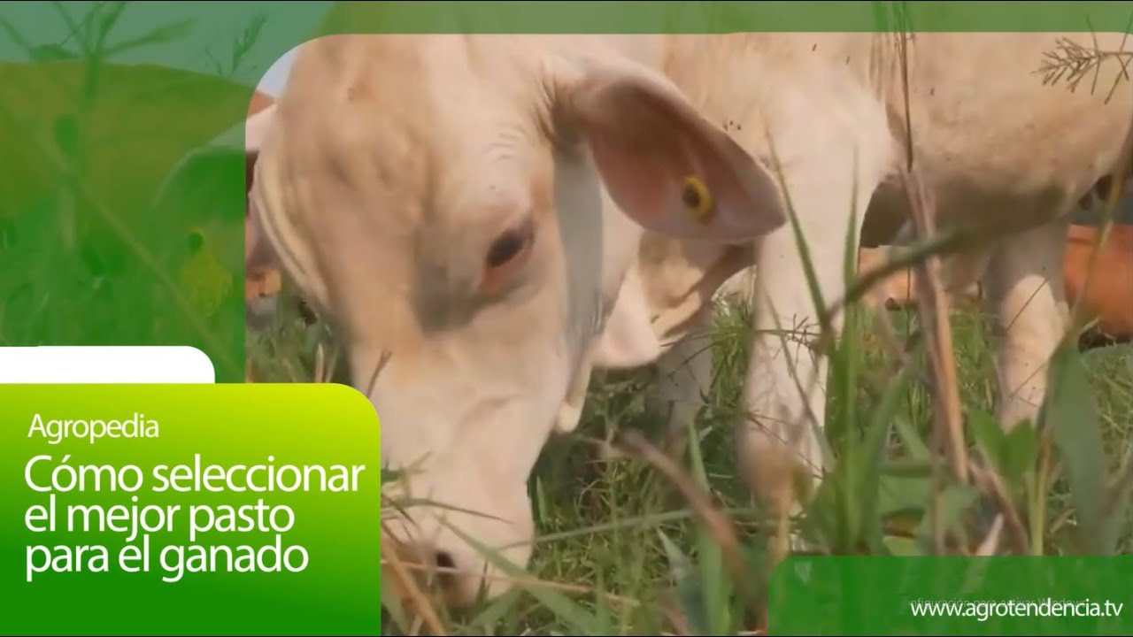 ¿Cómo Seleccionar El Mejor Pasto Para El Ganado? 🌾🐄 Agro En 2 Minutos ...