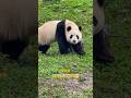 10.19😂😂福公主脸上怎么了，变成了小花猫，太可爱了#panda #大熊貓 #大熊猫福宝