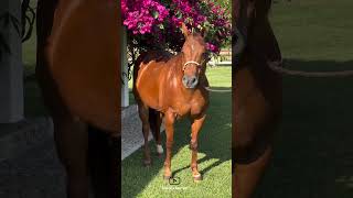 colorful horse😍|اسب خوش رنگ😍#animals #horse #cavalo #ghoda #caballo #حصان #اسب #فرس