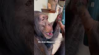 A very friendly chimpanzee.#shorts #animals #chimpanzee #friendship #heartwarming