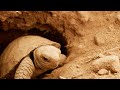 Filming Galapagos Giant Tortoise Hatchlings | Eden: Untamed Planet | BBC Earth