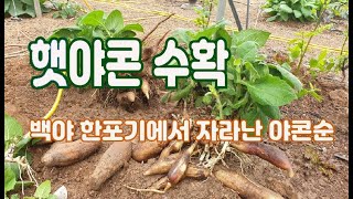 5월에 햇야콘수확-백야뇌두에서 야콘순이 자연적으로 자란모습 설명