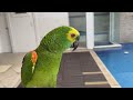 you will be thrown awesome parrot shows his hidden talent 😯