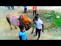 BMG OC Mass performance in vanamangalam jallikattu 2022