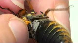 Cicada squawk