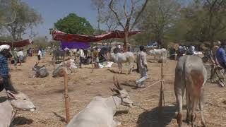 Karnataka one of the  largest Hallikar  cattle fare Hemagiri Betta