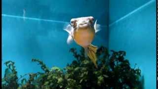 淡水フグ　テトラオドン　ムブ　Fresh water puffer fish