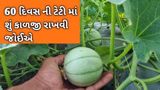 સકકર ટેટી ની ખેતી માં 60 દિવસે શું કાળજી રાખવી જોઈએ.. | teti ni kheti | 60 divas ni teti ni kheti