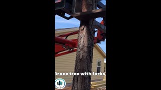 Tractor Pallet Forks Keep Trees Off the House!