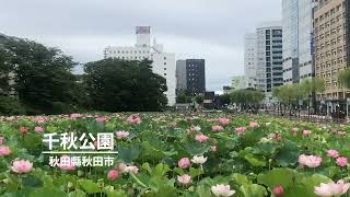 秋田縣秋田市千秋公園荷花正盛開！