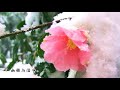 江南雪，梅花韵