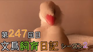 文鳥飼育日記シーズン2第247回目