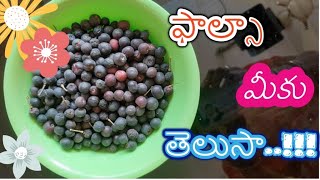 Falsa-All about the plant