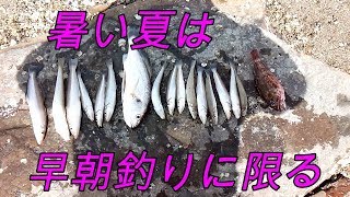 #14 【シロギス釣り】夏場は近場でシロギス釣り　「天草」