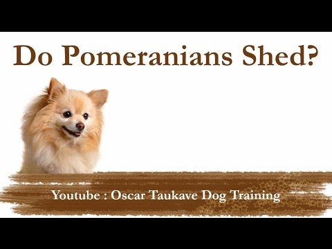 Do Pomeranians Shed? Do Pomeranians Shed?