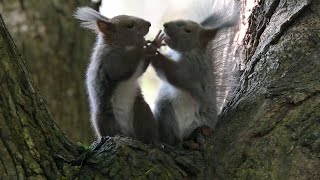 【癒し動画】野生エゾリス特集 - 白い尻尾のエゾリス兄妹の喧嘩など【日本 北海道】