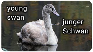 Einsamer junger Schwan auf einem kleinen Teich im November