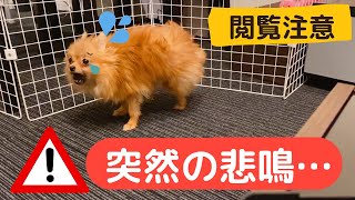 【ポメラニアン】愛犬まるりが突然の悲鳴！骨折？脱臼？Vol17