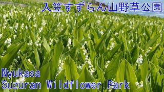 長野、入笠すずらん山野草公園のドイツスズラン６月  Majalis at Nyukasa Suzuran Wildflower Park Fujimi Town Naganotp025