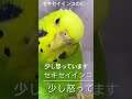 セキセイインコのピーちゃん　少し怒っています　ショートバージョン