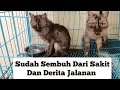 Maafkan Atas Segala Kekurangan Rumah Penampungan Kucing Papi Gendis