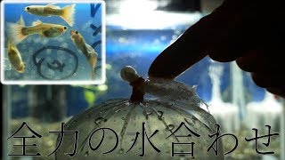 【全力の水合わせ】もう死なせない！ドイツイエロータキシードを導入だぜ！【ふぶきテトラ】