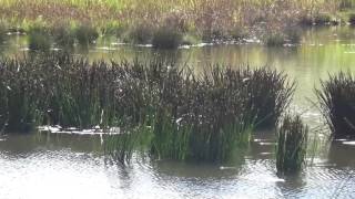 30秒の心象風景9816・沼の水面に顔を出す～砥峰高原～