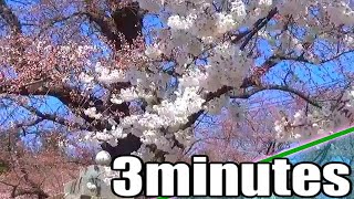 カップ麺ができるまで見る 岩手県 奥州市水沢 水沢公園2023 桜咲き始め／3minutes：cherry blossom seasons／Japan Iwate Mizusawa