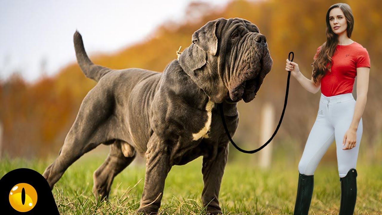 TOP 10 BIGGEST DOG BREEDS - YouTube