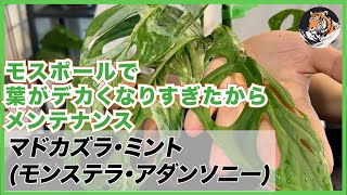 【モンステラ】モスポールに立てたマドカズラ(アダンソニー)ミントの葉がデカくなりすぎたので、植え替え増殖