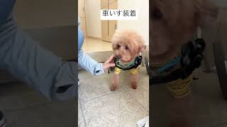 車いす犬とお散歩　#車椅子犬 #トイプードル #wheelchairdog #toypoodle