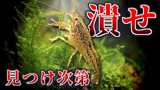 [URGENT] If you find this crayfish, please crush it immediately