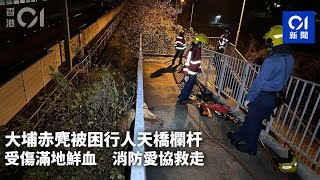 大埔赤麂被困行人天橋欄杆受傷　消防愛協救走｜01新聞｜受保護動物｜愛護動物協會