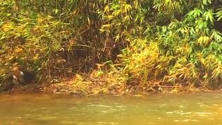 Monpilave waterfalls (Chittar). മൺപിലാവ്   വെള്ളച്ചാട്ടം